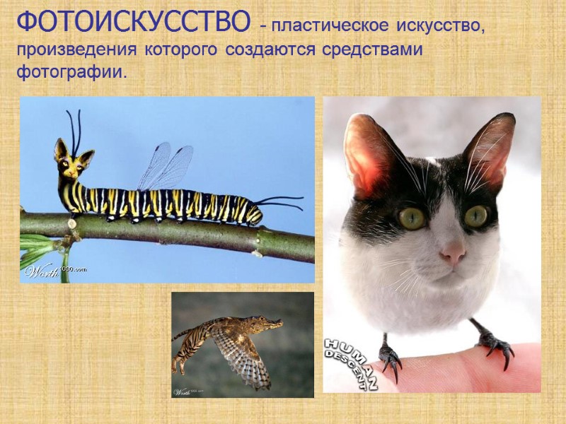 ФОТОИСКУССТВО - пластическое искусство, произведения которого создаются средствами фотографии.